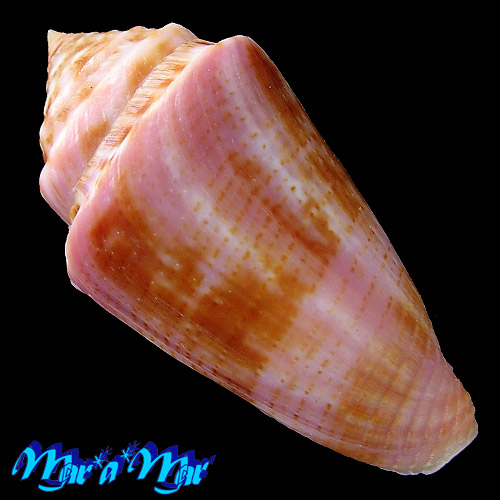 Conus ericmonnieri Petuch & Myers, 2014 - Image 2
