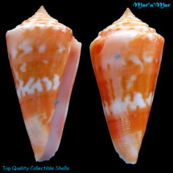 Conus carioca Petuch, 1986