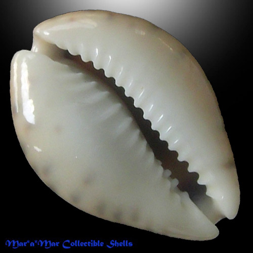 Cypraea (Zonaria) robertsi Hidalgo, 1906 - Image 2