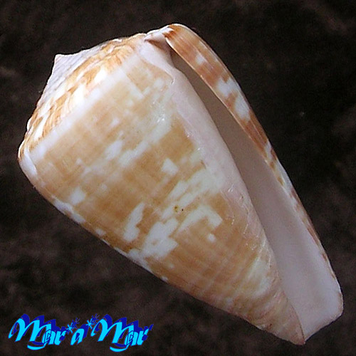 Conus venulatus Hwass, 1792