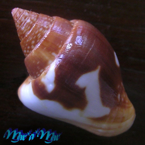 Columbella major Sowerby, 1832 - Image 2