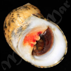 Nerita peloronta Linnaeus, 1758