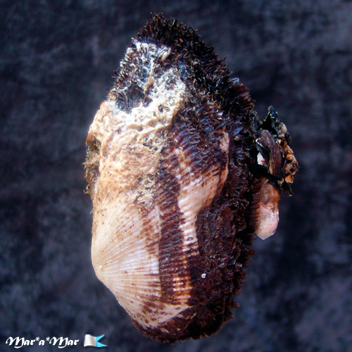 Barbatia candida (Helbling, 1779) - Imagem 2