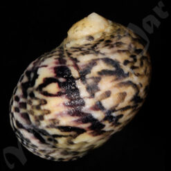 Nerita peloronta Linnaeus, 1758 - Image 2