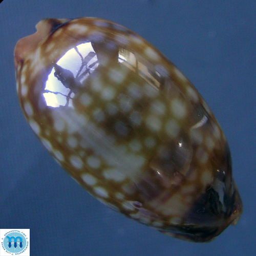 Macrocypraea zebra Linnaeus, 1758