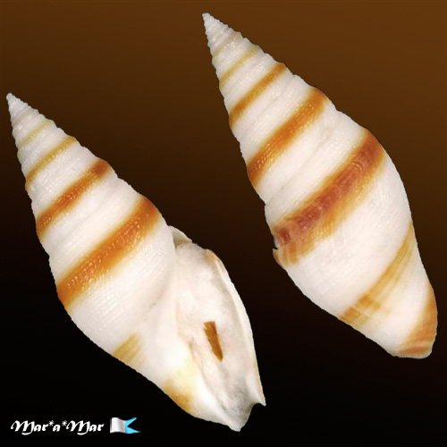 Bathytoma boholica Parth, 1994