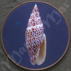 Tiarella papalis (Liné, 1758)