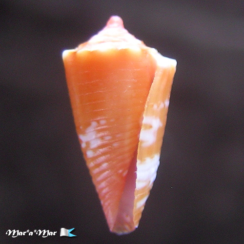 Conus delucai Coltro, 2004