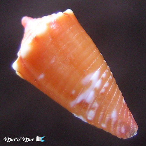 Conus delucai Coltro, 2004 - Imagem 2