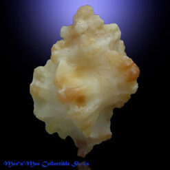 Alternative view of Favartia coltrorum Houart, 2005