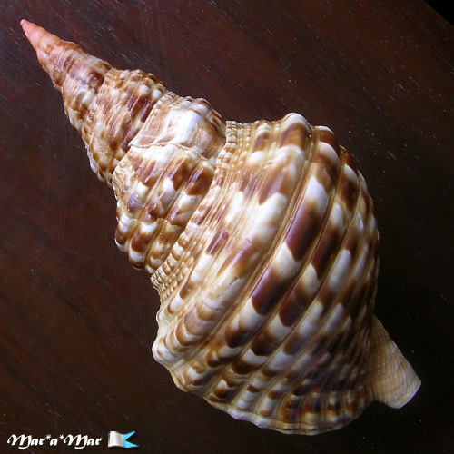 Alternative view of Charonia variegata (Lamarck, 1816)