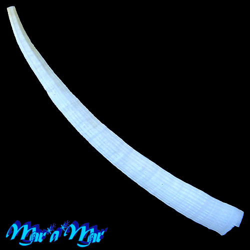 Antalis disparile (Orbigny, 1842)