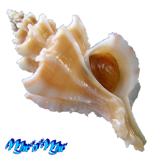 Trophon pelseneeri E.A.Smith, 1915