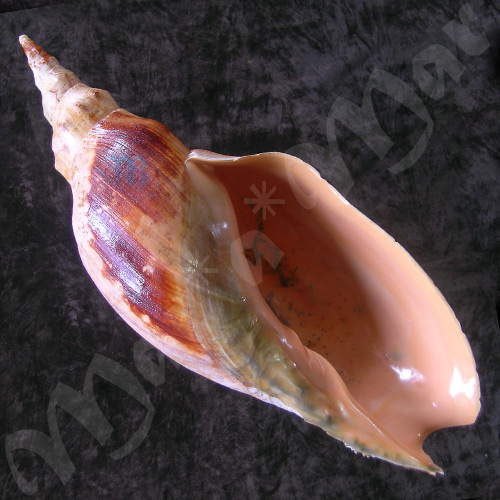 Adelomelon beckii (Broderip, 1836)