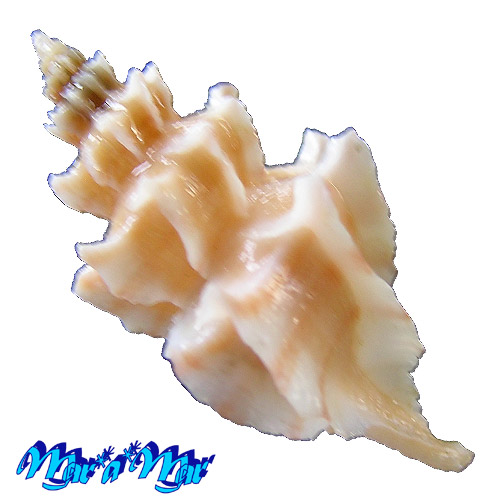 Trophon pelseneeri E.A.Smith, 1915 - Imagem 3