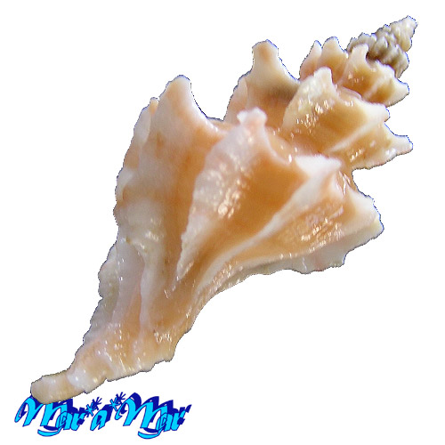 Trophon pelseneeri E.A.Smith, 1915 - Imagem 4