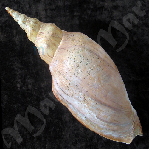Adelomelon beckii (Broderip, 1836) - Image 2