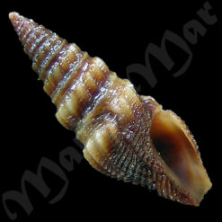 Crassispira affinis ( Reeve, 1846)