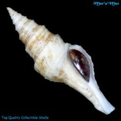 Polystira nobilis (Hinds, 1843)