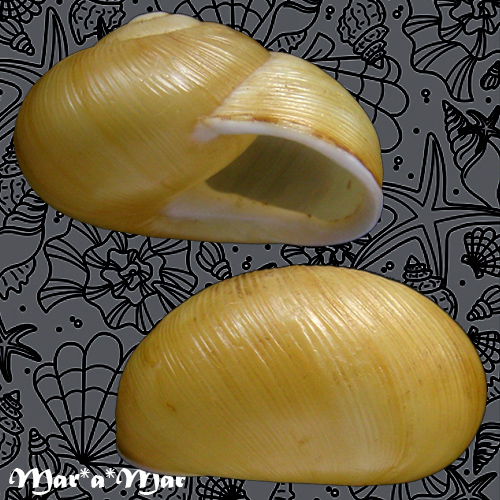 Zachrysia provisoria (Pfeiffer, 1844)