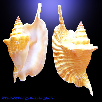 Strombus gallus Linnaeus, 1758