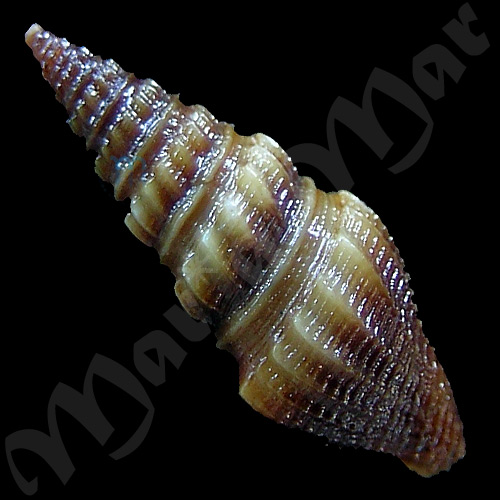 Crassispira affinis ( Reeve, 1846) - Image 2