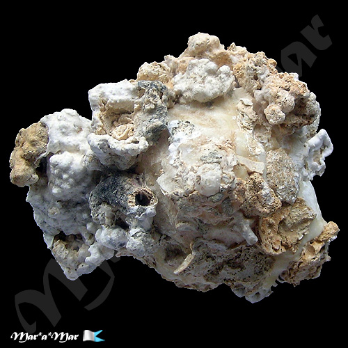 Xenophora conchyliophora (Born, 1780) - Imagem 3