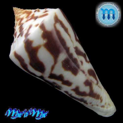 Alternative view of Conus recurvus Broderip, 1833