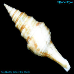Alternative view of Polystira nobilis (Hinds, 1843)