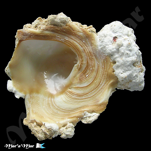 Xenophora conchyliophora (Born, 1780) - Imagem 4