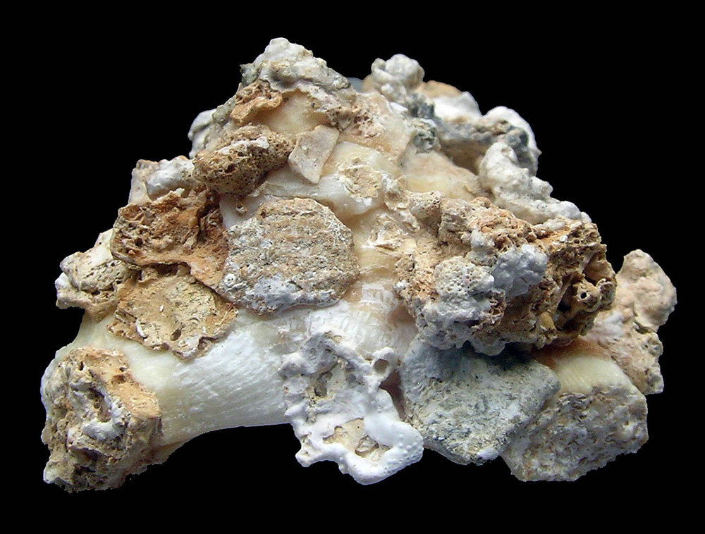 Xenophora conchyliophora (Born, 1780) - Imagem 5