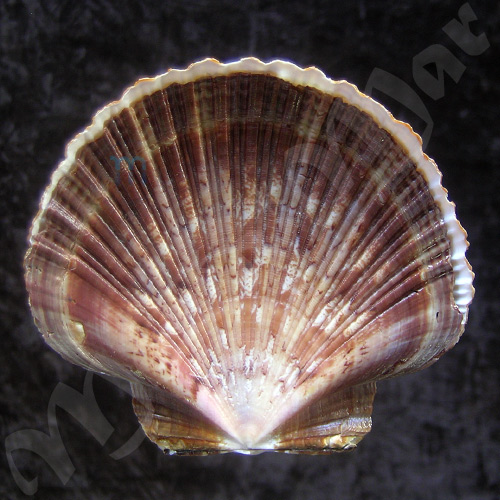 Pecten ziczac (Linnaeus, 1758)