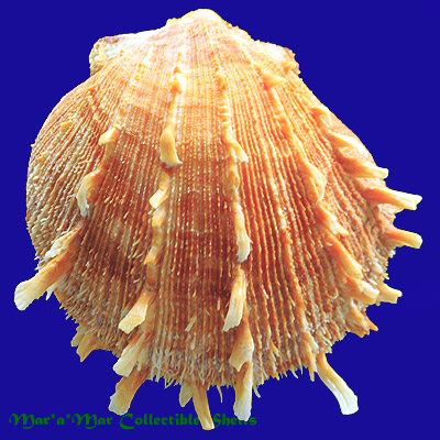 Spondylus ictericus Reeve, 1856