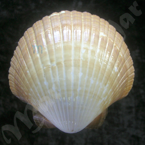 Pecten ziczac (Linnaeus, 1758) - Imagem 2