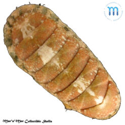 Ischnochiton striolatus (Gray, 1828)*