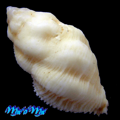 Alternative view of Coralliophila adansoni Kosuge & Fernandes, 1989