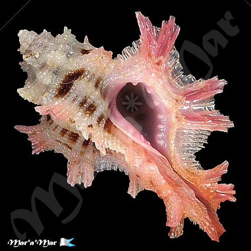 Pterynotus martinetanus (Röding, 1798)