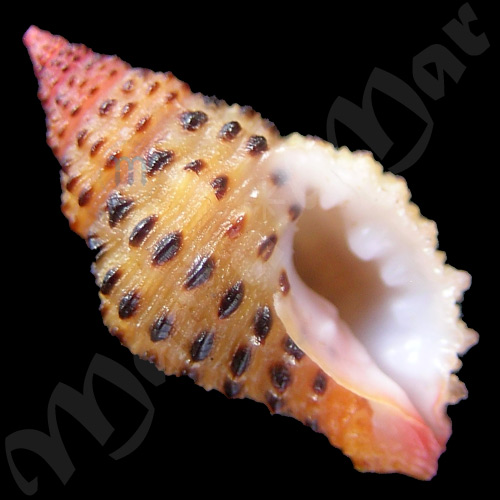 Muricopsis withrowi Vokes & Houart, 1986