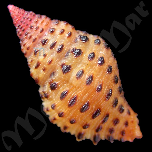 Muricopsis withrowi Vokes & Houart, 1986 - Imagem 2