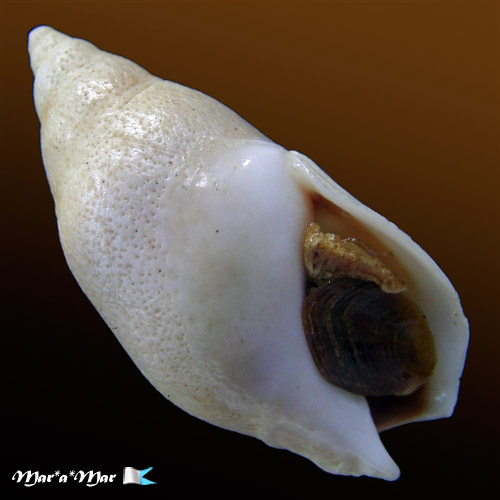 Buccinanops duartei Klappenbach, 1961