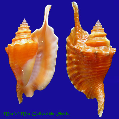 Strombus gallus Linnaeus, 1758