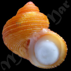 Turbo heisei  Prado, 1999