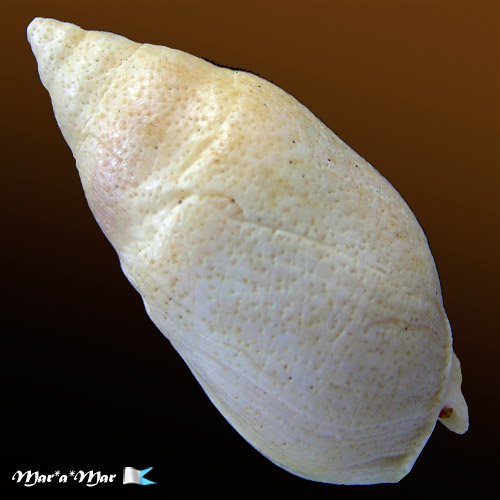 Alternative view of Buccinanops duartei Klappenbach, 1961