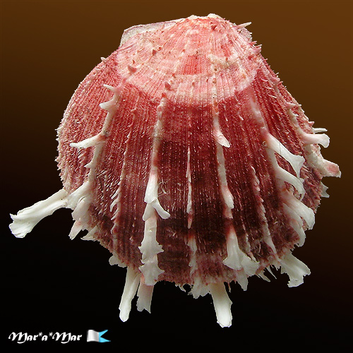 Spondylus ictericus Reeve, 1856