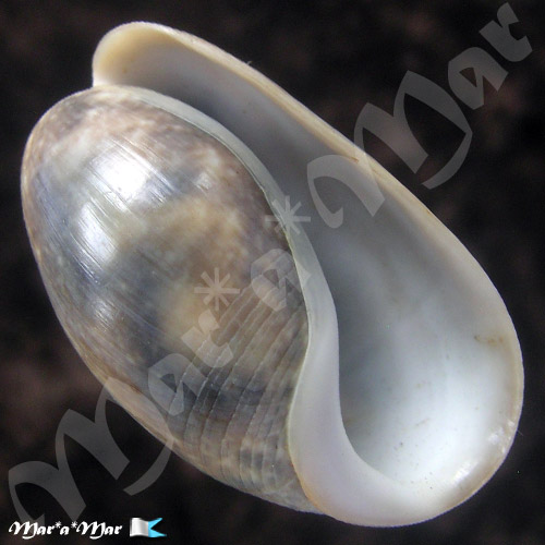 Bulla striata Bruguière, 1792