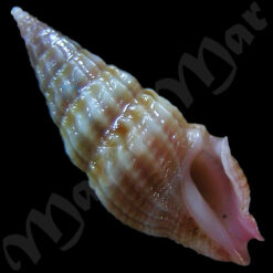 Agadrillia sp.