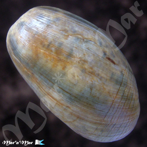 Bulla striata Bruguière, 1792 - Imagem 2