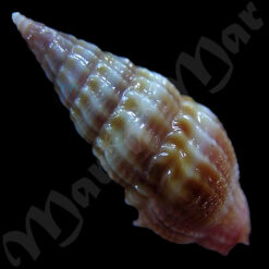 Agadrillia sp. - Image 2