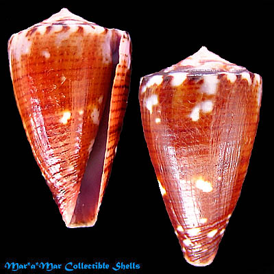Conus cargilei Coltro, 2004