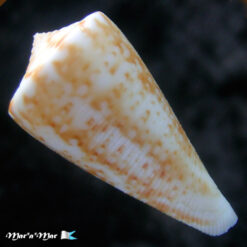 Conus sp.